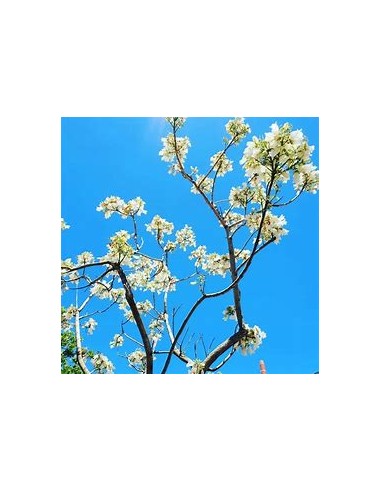 Jacaranda blanca (Jacaranda mimosifolia)-1...