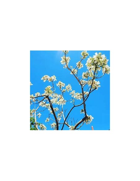 Jacaranda blanca (Jacaranda mimosifolia)-1 Arbolito en Venta en Mexico - Vivero por internet