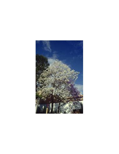 Jacaranda mimosifolia (Jacaranda mimosifolia)-1...