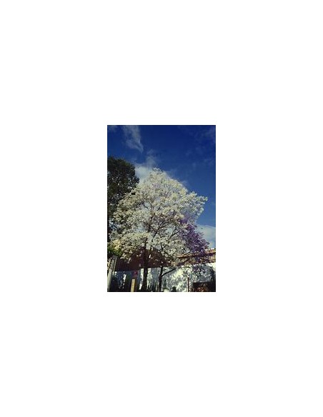 Jacaranda blanca (Jacaranda mimosifolia)-1 Arbolito en Venta en Mexico - Vivero por internet