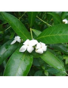 Catarrita (alibertia...