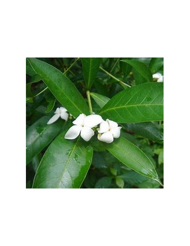 Catarrita (alibertia edulis)-1 Planta...