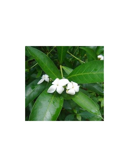 Catarrita (alibertia edulis)-1 Planta en Venta en Mexico - Vivero por internet