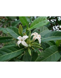 Catarrita (alibertia... 2