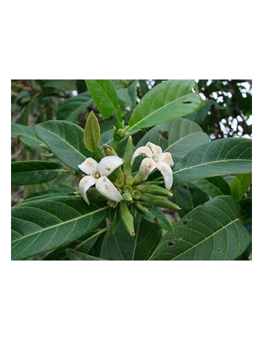 Catarrita (alibertia edulis)-1 Planta en Venta...