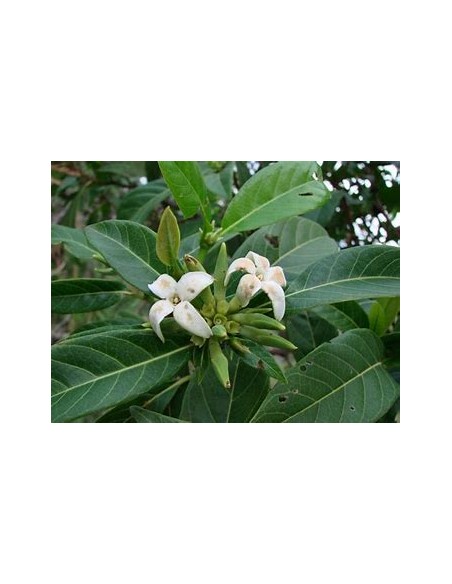 Catarrita (alibertia edulis)-1 Planta en Venta en Mexico - Vivero por internet