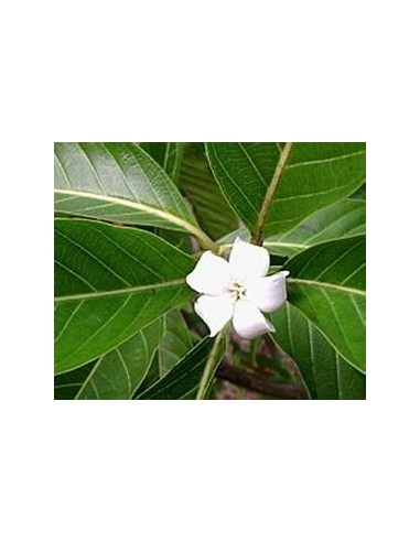 Catarrita (alibertia edulis)-1 Plant for Sale...