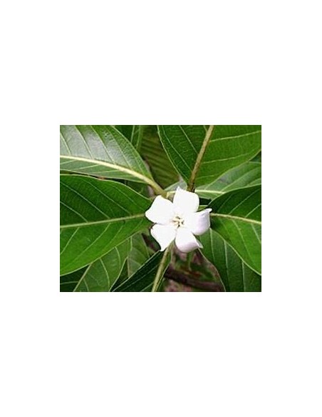 Catarrita (alibertia edulis)-1 Planta en Venta en Mexico - Vivero por internet