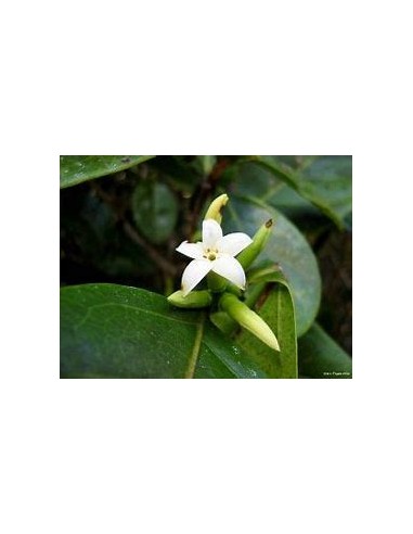 Catarrita (alibertia edulis)-1 Plant for Sale...