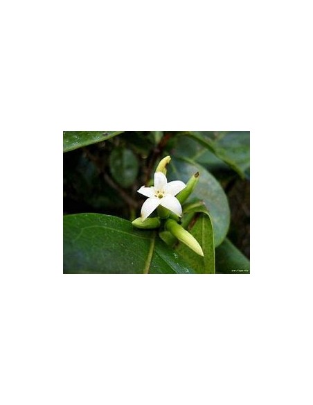 Catarrita (alibertia edulis)-1 Plant for Sale in Mexico - Online Nursury