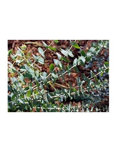 Eucalipto cinerea Dólar -(Eucalyptus cinerea)-1 Arbolito en Venta en Mexico - Vivero por internet