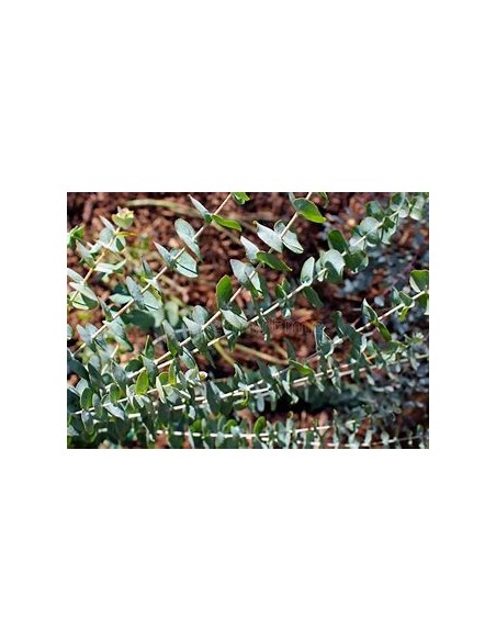 Eucalyptus cinerea Dollar -(Eucalyptus cinerea)-1 Sapling for Sale in Mexico - Online Nursery