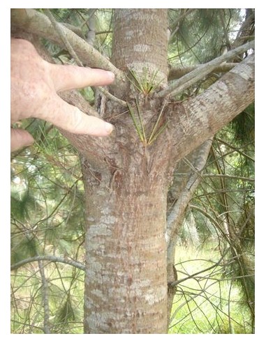 1 Pino Azul - Pinus Maximartinezii - Raro pino En peligro de extincion Piñones comestibles gigantes