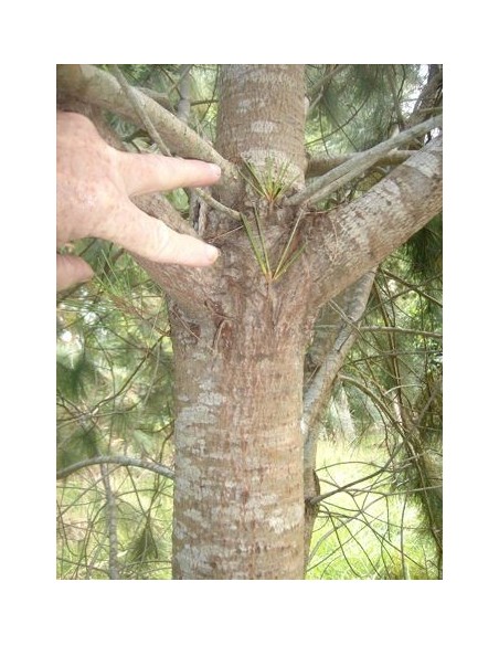 1 Pino Azul - Pinus Maximartinezii - Raro pino En peligro de extincion Piñones comestibles gigantes