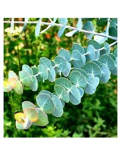 Eucalyptus cinerea Dollar... 2