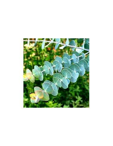 Eucalyptus cinerea Dollar -(Eucalyptus...