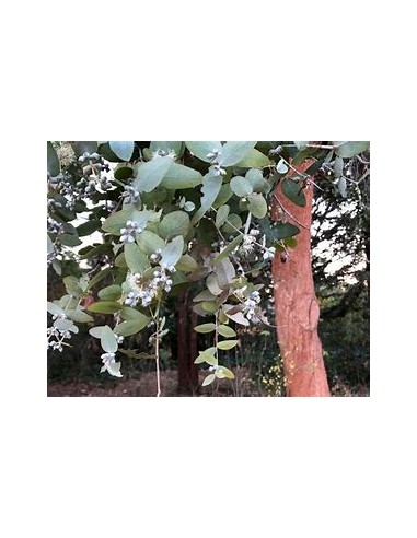 Eucalipto cinerea Dólar -(Eucalyptus cinerea)-1...