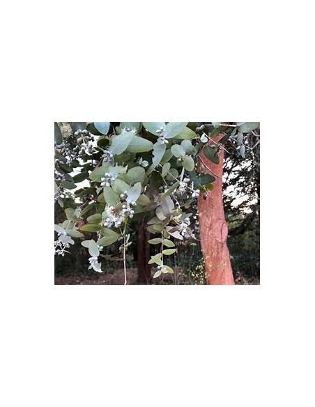 Eucalipto cinerea Dólar -(Eucalyptus cinerea)-1 Arbolito en Venta en Mexico - Vivero por internet