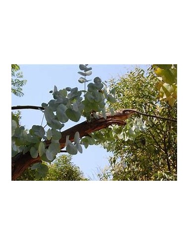 Eucalipto cinerea Dólar -(Eucalyptus cinerea)-1...