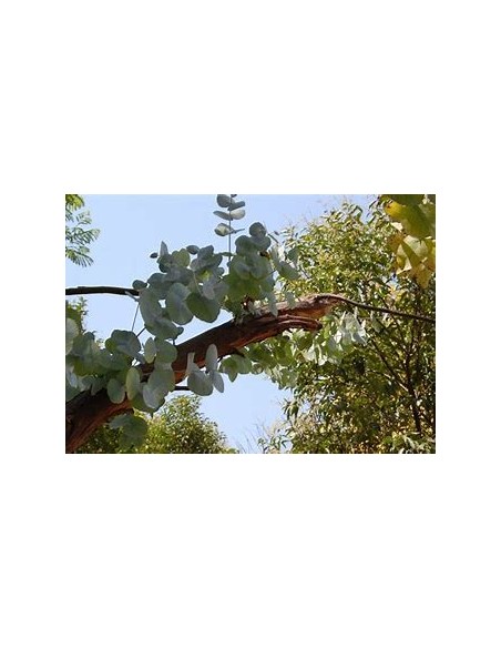 Eucalipto cinerea Dólar -(Eucalyptus cinerea)-1 Arbolito en Venta en Mexico - Vivero por internet
