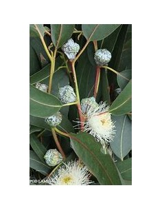 White eucalyptus...