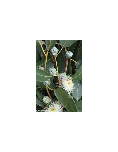 White eucalyptus (eucalyptus globulus)-1 Sapling for Sale in Mexico - Online nursery