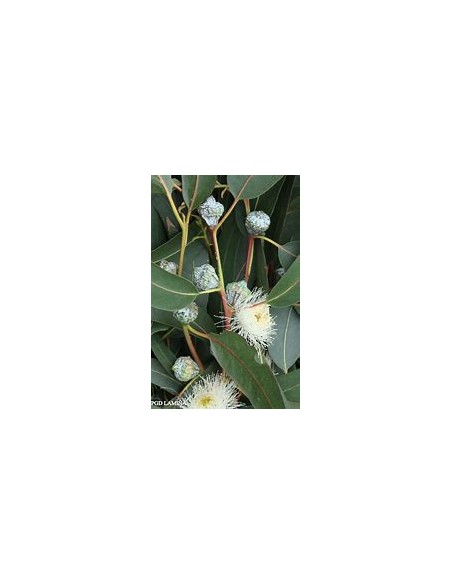 White eucalyptus (eucalyptus globulus)-1 Sapling for Sale in Mexico - Online nursery