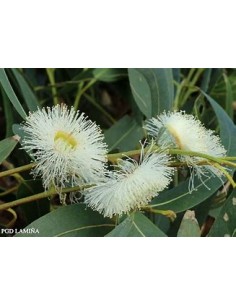 White eucalyptus... 2