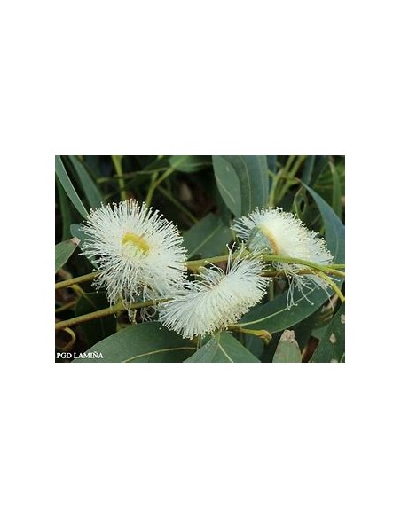 Eucalipto blanco (eucaliptus globulus)-1 Arbolito en Venta en Mexico - Vivero por internet