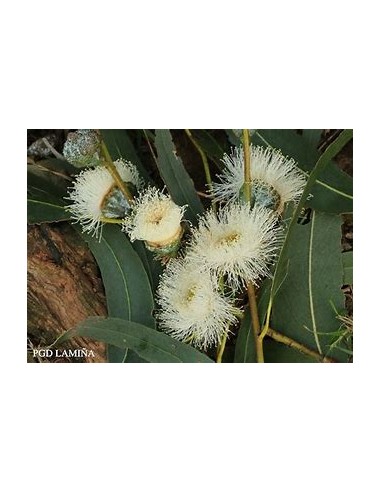 White eucalyptus (eucalyptus globulus)-1...