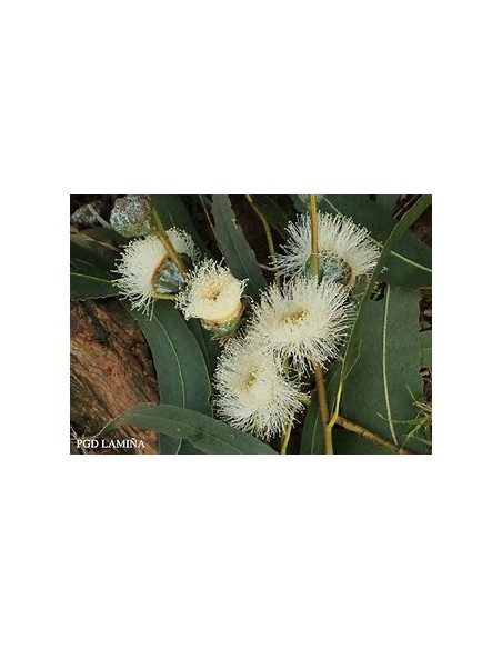 White eucalyptus (eucalyptus globulus)-1 Sapling for Sale in Mexico - Online nursery