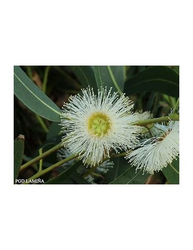 White eucalyptus (eucalyptus globulus)-1...