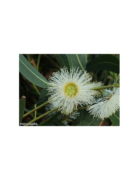Eucalipto blanco (eucaliptus globulus)-1 Arbolito en Venta en Mexico - Vivero por internet