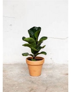 Ficus lyrata - pinguino...