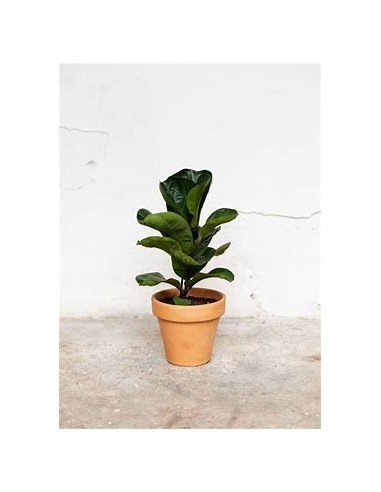 Ficus lyrata - pinguino (version enana)-1 Planta en Venta en Mexico - Vivero por internet