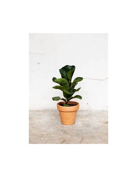 Ficus lyrata - pinguino (dwarf version)-1 Plant for Sale in Mexico - Online Nursury