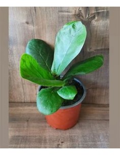 Ficus lyrata - pinguino... 2