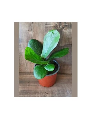 Ficus lyrata - pinguino (dwarf version)-1 Plant...
