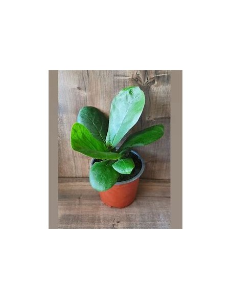 Ficus lyrata - pinguino (dwarf version)-1 Plant for Sale in Mexico - Online Nursury