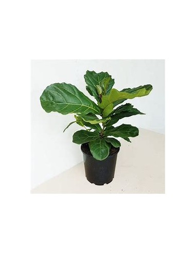 Ficus lyrata - pinguino (dwarf version)-1 Plant...