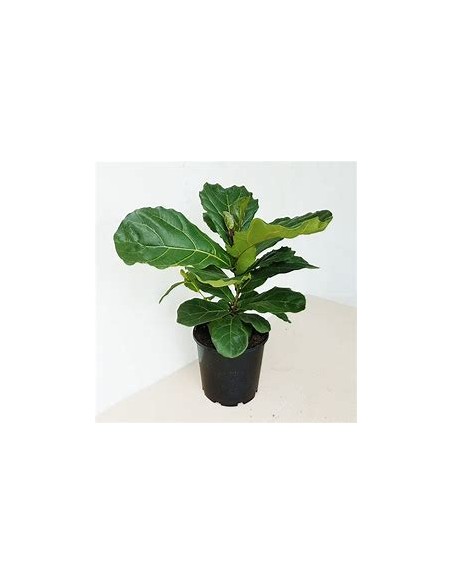 Ficus lyrata - pinguino (dwarf version)-1 Plant for Sale in Mexico - Online Nursury