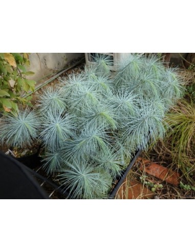 1 Pino Azul - Pinus Maximartinezii - Raro pino En peligro de extincion Piñones comestibles gigantes