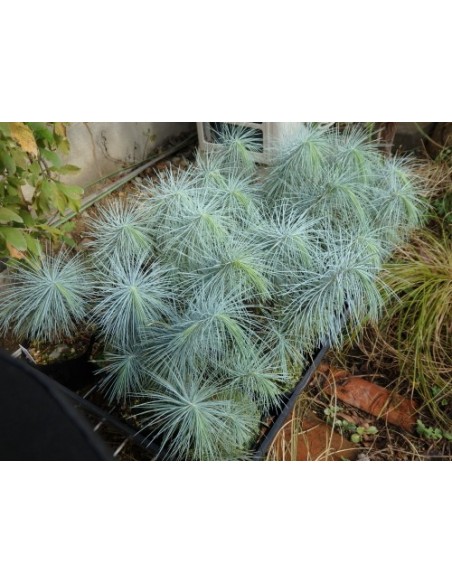 1  Pinus maximartinezii Pine  Big con Pinyon - Martinez pinyon- Live tree for sale rare 1  Pinus maximartinezii Pine  Big con Pinyon - Martinez pinyon- Live tree for sale rare