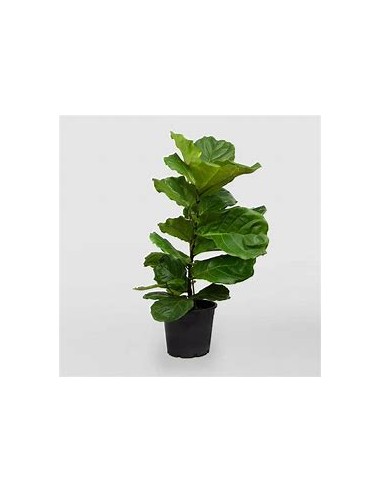 Ficus lyrata - pinguino (dwarf version)-1 Plant...