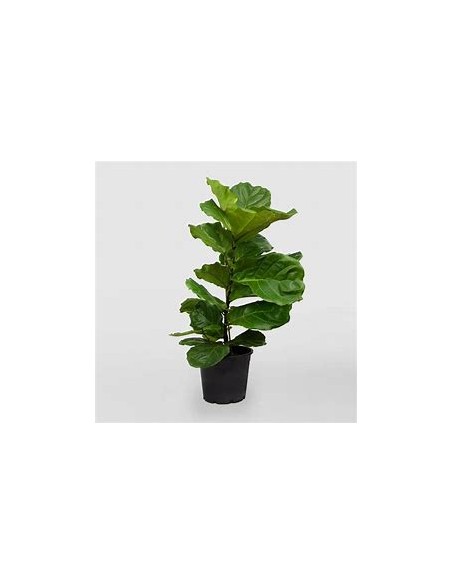 Ficus lyrata - pinguino (dwarf version)-1 Plant for Sale in Mexico - Online Nursury