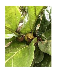 Ficus lyrata - 1 Plant for...