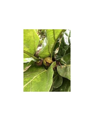 Higuera hoja de viollin (ficus lyrata)- 1 Planta en Venta en Mexico - Vivero por internet