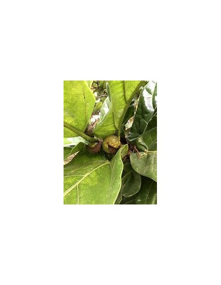 Higuera hoja de viollin (ficus lyrata)- 1 Planta en Venta en Mexico - Vivero por internet