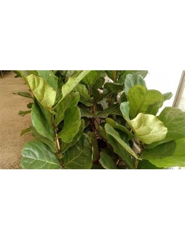 Higuera hoja de viollin (ficus lyrata)- 1...