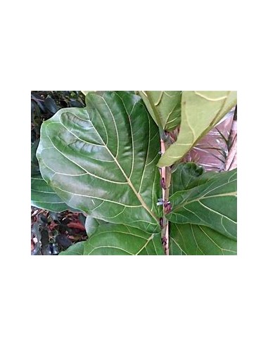 Higuera hoja de viollin (ficus lyrata)- 1...